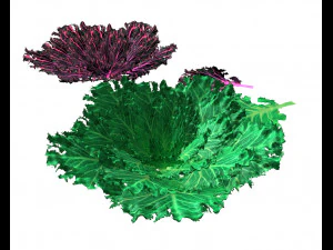 kale 3D Model