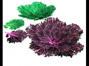 kale 3D Model