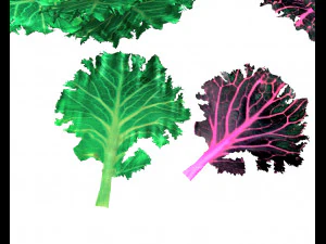 kale 3D Model