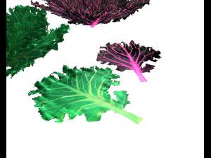 kale 3D Model