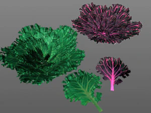 kale 3D Model
