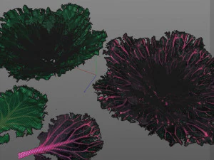 kale 3D Model