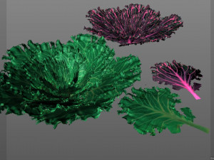 kale Modelo 3D