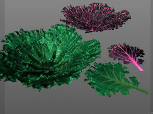 kale 3D Model