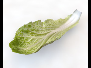 kimchi napa cabbage 3D Model