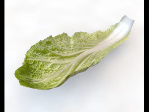 kimchi napa cabbage 3D Model