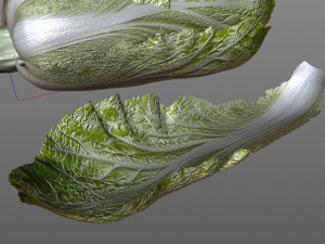 kimchi napa cabbage 3D Model