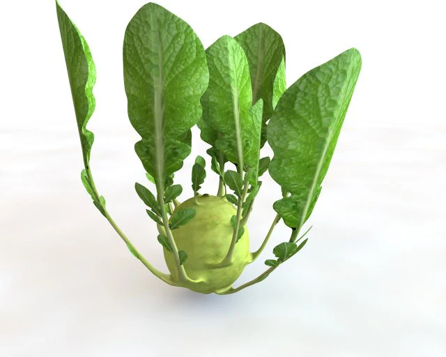 kohlrabi german turnip 3D Model .c4d .max .obj .3ds .fbx .stl .blend 