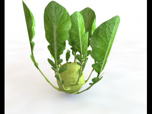 kohlrabi german turnip 3Dモデル