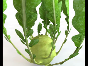 kohlrabi german turnip 3D Model