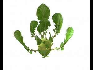 kohlrabi german turnip 3D Model