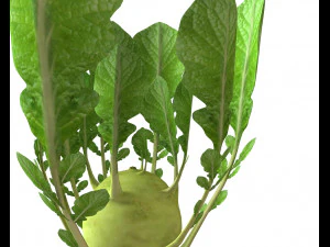 kohlrabi german turnip 3D Model