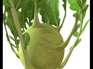 kohlrabi german turnip Modelo 3D