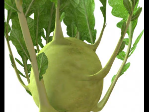 kohlrabi german turnip 3D Model