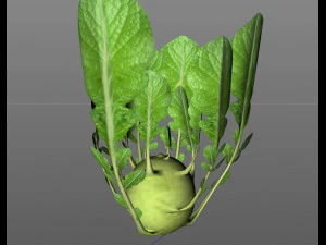kohlrabi german turnip 3D Model