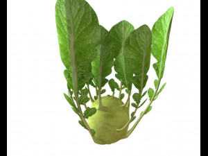 kohlrabi german turnip Modelo 3D