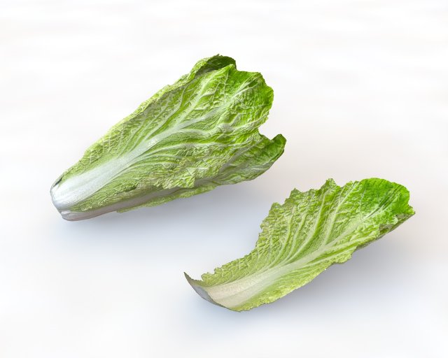 lettuce 3D Model .c4d .max .obj .3ds .fbx .stl .blend 
