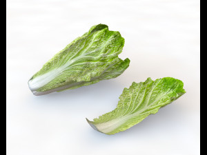 lettuce 3D Model