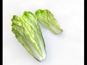 lettuce 3D Model