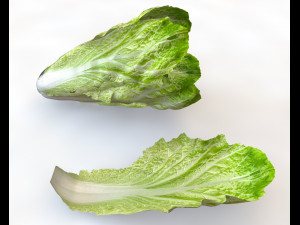 lettuce 3D Model