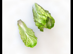 lettuce 3D Model