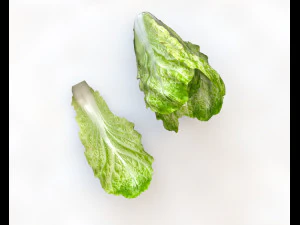 lettuce 3D Model
