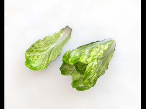 lettuce 3D Model