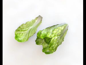 lettuce 3D Model