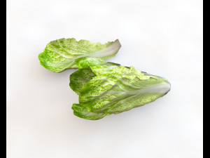 lettuce 3D Model