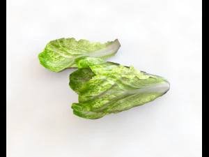 lettuce 3D Model