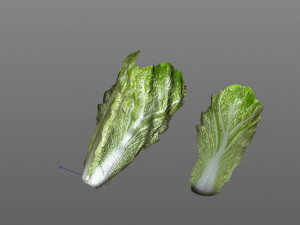 lettuce 3D Model