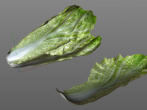 lettuce 3D Model