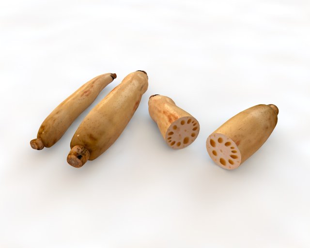 lotus root 3D Model .c4d .max .obj .3ds .fbx .stl .blend 