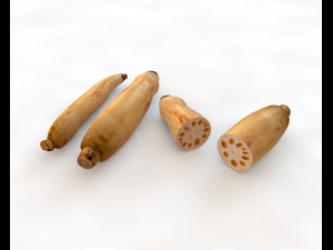 lotus root 3D Model