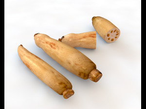 lotus root 3D Model