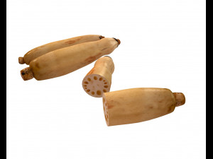lotus root 3D Model