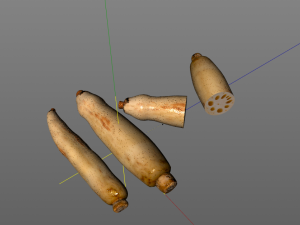 lotus root 3D Model