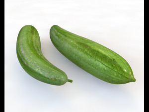 luffa loofah 3D Model