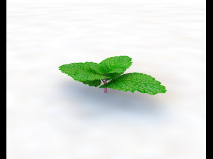 mint 3D-Modell