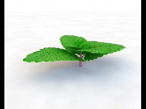 mint 3D-Modell