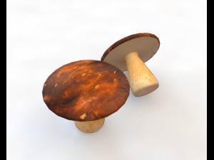 brown mushroom 3D Model