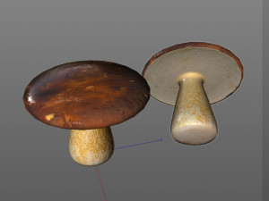 brown mushroom 3D Model