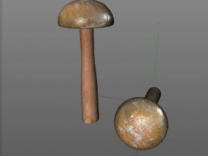 brown slim mushroom 3D Model