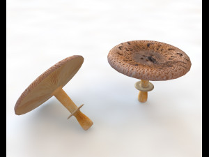 brown wide top mushroom 3D Model