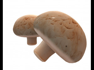 button mushroom 3D Model