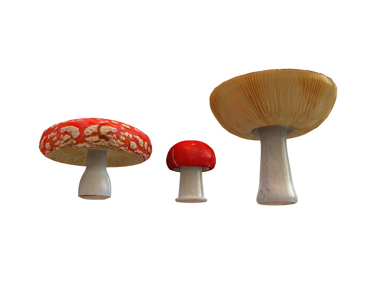Mushroom 3