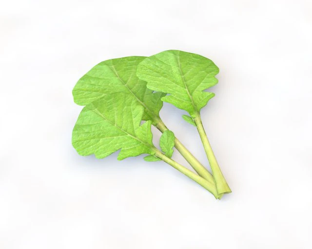mustard greens 3D Model .c4d .max .obj .3ds .fbx .stl .blend 