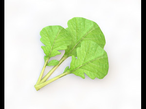 mustard greens Model 3D
