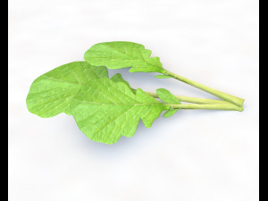 mustard greens Model 3D
