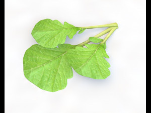 mustard greens Model 3D